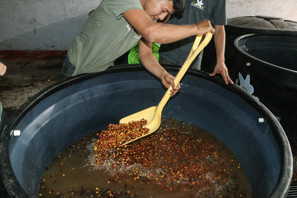 Fermentation bei Specialty Coffee: anaerob, aerob & carbonic maceration im Filter erklärt