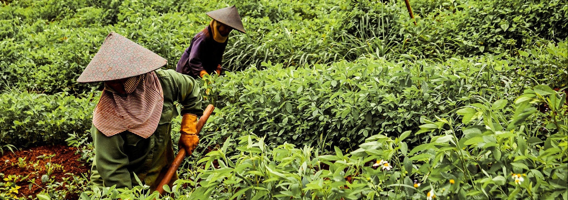 Kaffeeplantage Vietnam_Mr._Toi_Robusta_138 